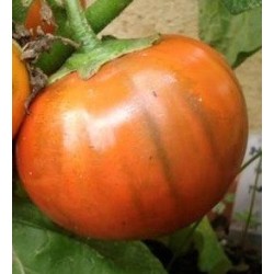 berenjena naranja brasileÃ±a