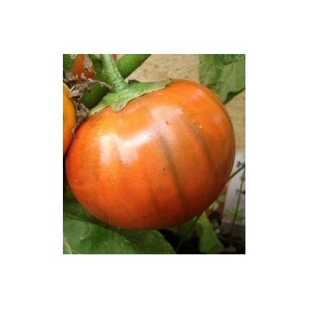 berenjena naranja brasileÃ±a