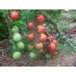 tomate sprite (semillas ecolÃ³gicas)