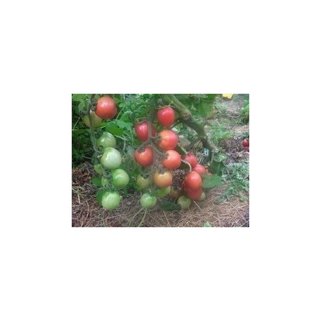 tomate sprite (semillas ecolÃ³gicas)