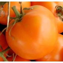 tomate Ilse's Yellow Latvian