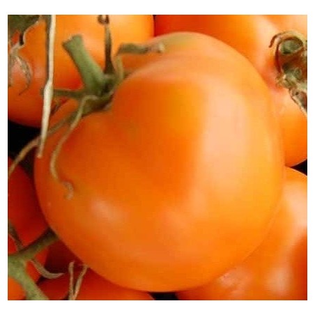 tomate Ilse's Yellow Latvian