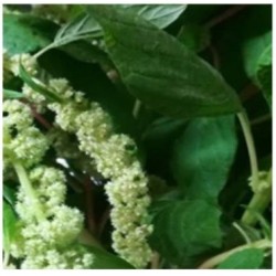 Amaranto caudatus Green - semillas no tratadas