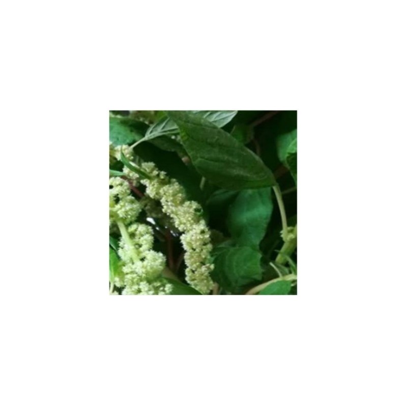 Amaranto caudatus Green - semillas no tratadas