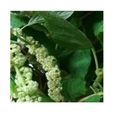 Amaranto caudatus Green - semillas no tratadas