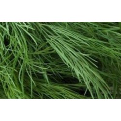 semillas ecolÃ³gicas de eneldo (ANETUM GRAEVOLENS)