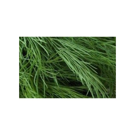 semillas ecolÃ³gicas de eneldo (ANETUM GRAEVOLENS)