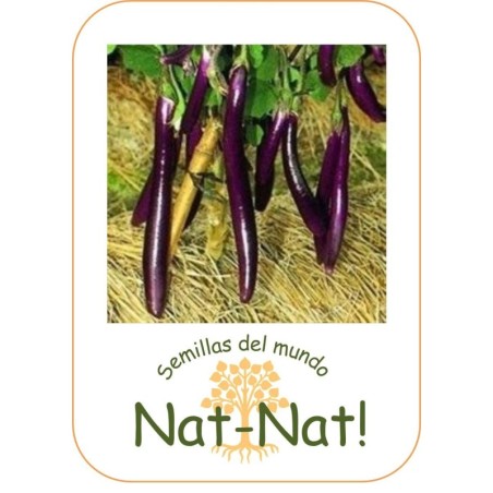 Berenjena farmers long F1