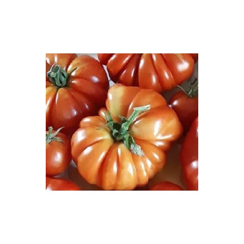 Tomate costoluto genoves - semillas no tratadas