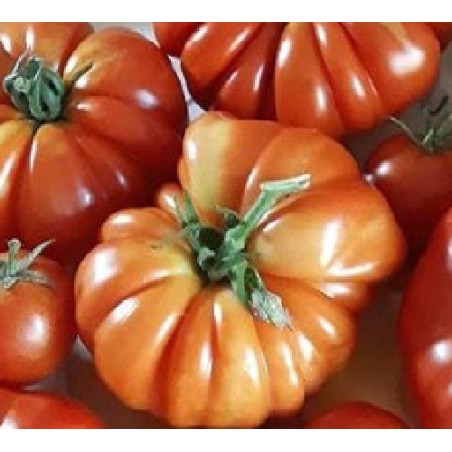 Tomate costoluto genoves - semillas no tratadas