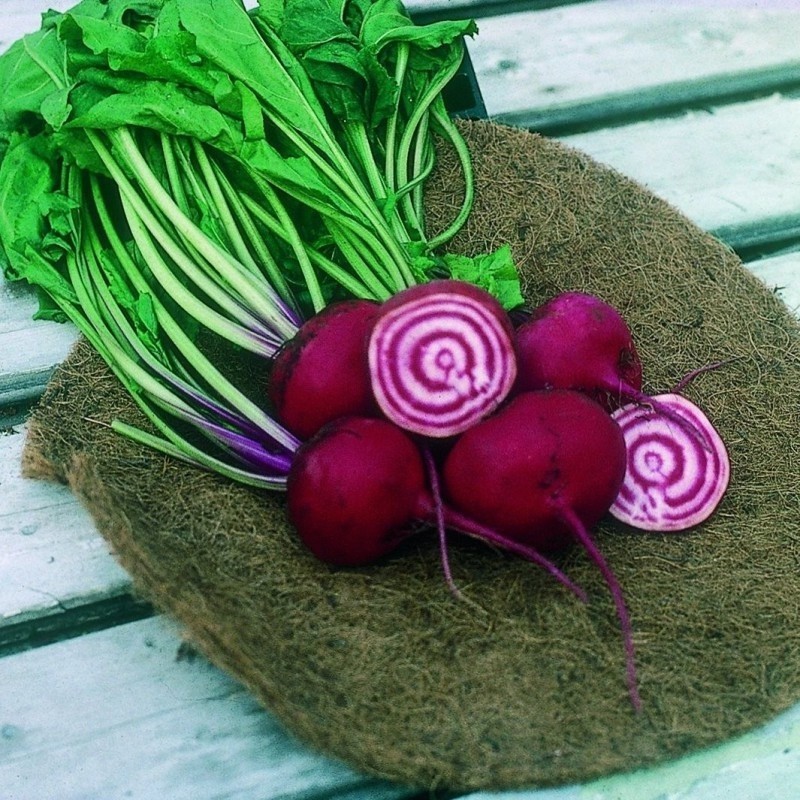 remolacha Chioggia (semillas no tratadas)
