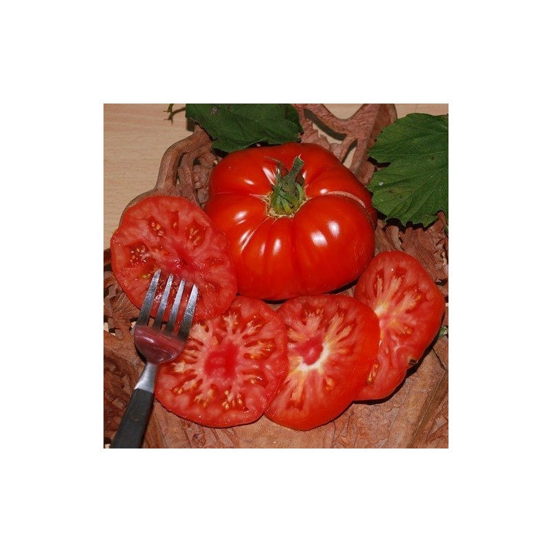 tomate super Marmande - semillas no tratadas