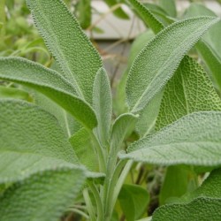 Salvia (Semillas EcolÃ³gicas)