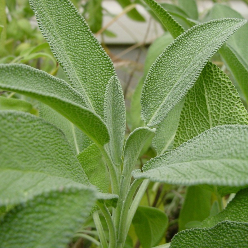 Salvia (Semillas EcolÃ³gicas)