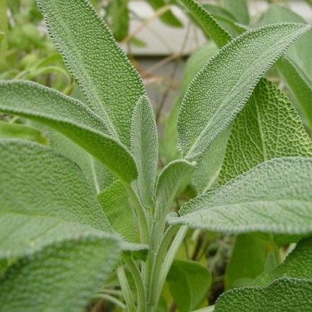 Salvia (Semillas EcolÃ³gicas)