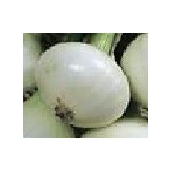 cebolla blanca de Lisboa