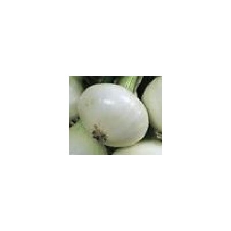 cebolla blanca de Lisboa