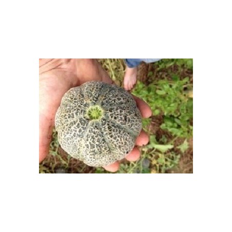 melon minnesota midget (semillas ecolÃ³gicas)