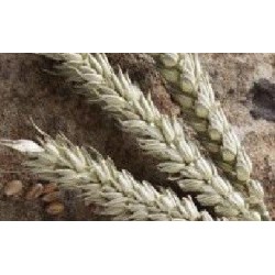 espelta (semillas ecolÃ³gicas)