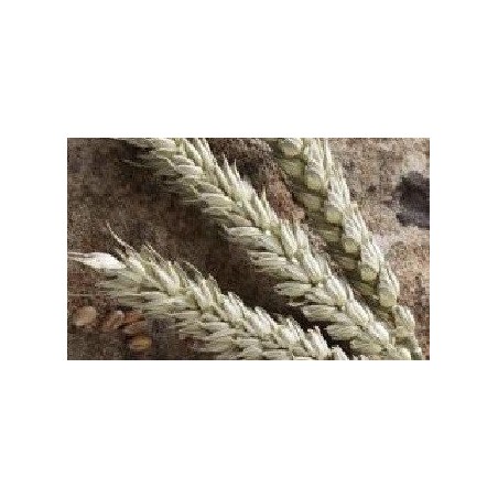 espelta (semillas ecolÃ³gicas)