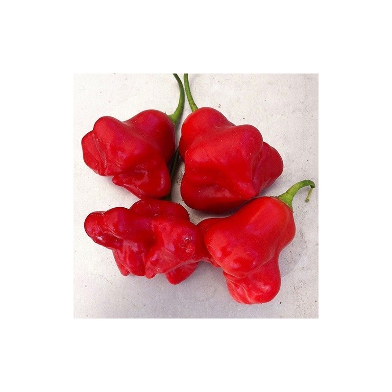 pimiento sombrero de obispo