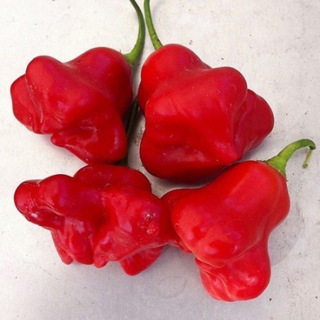 pimiento sombrero de obispo