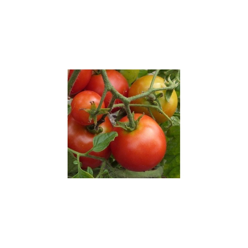 semillas de tomate big rainbow