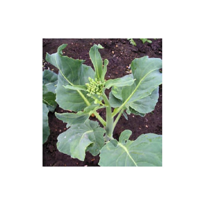 kailaan kichi (brocoli chino) - semillas no tratadas