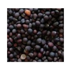 Brocoli calabres para germinados (semillas ecolÃ³gicas)