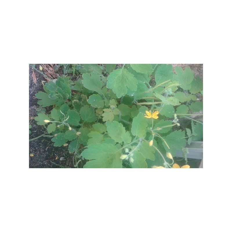 semillas de celidonia (Chelidonium majus)