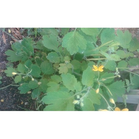 semillas de celidonia (Chelidonium majus)