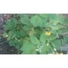 semillas de celidonia (Chelidonium majus)
