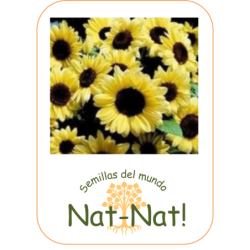 Girasol san ValentÃ­n