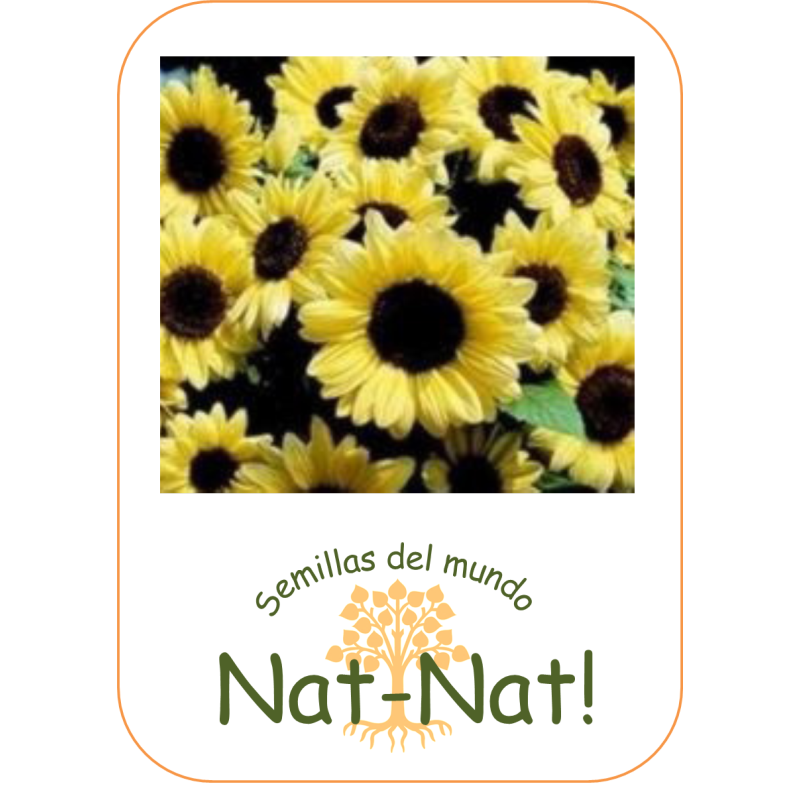 Girasol san ValentÃ­n