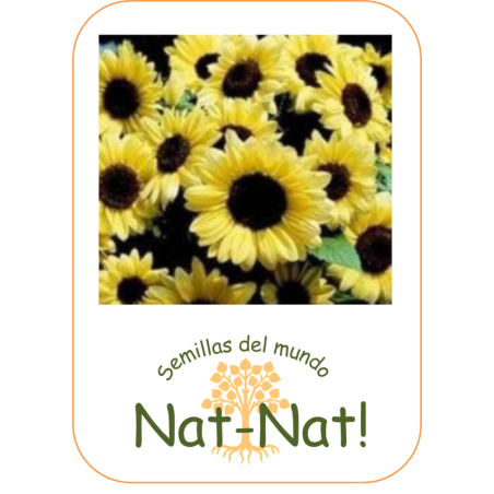Girasol san ValentÃ­n