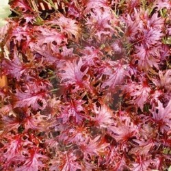 Kale Red Ruble  - semillas no tratadas