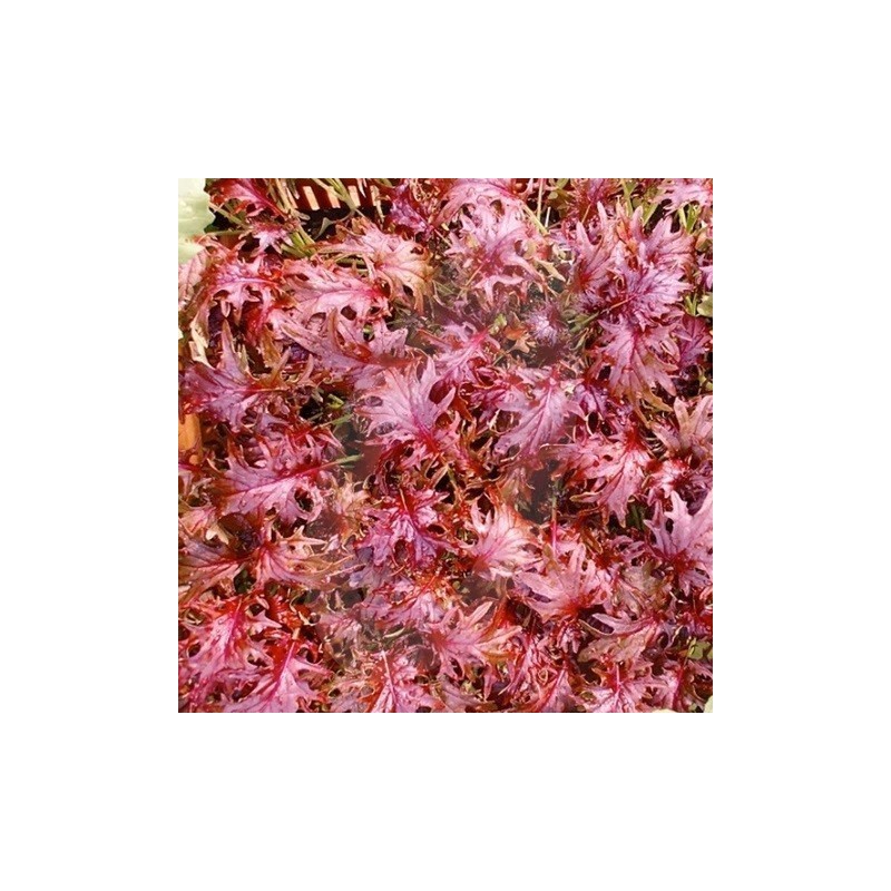 Kale Red Ruble  - semillas no tratadas