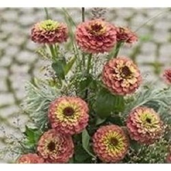 Zinnia Queen Red Lime - semillas no tratadas