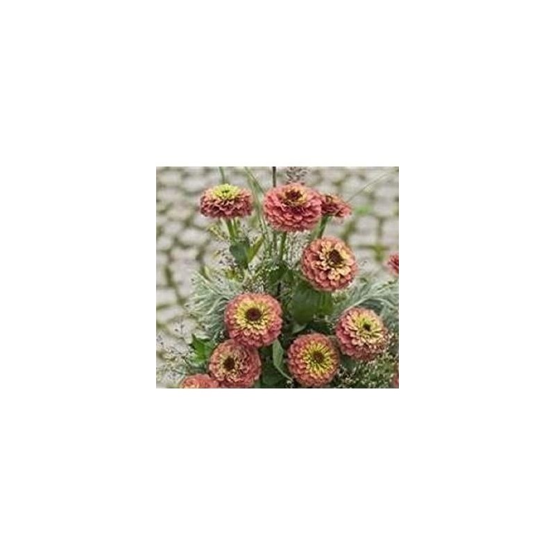 Zinnia Queen Red Lime - semillas no tratadas
