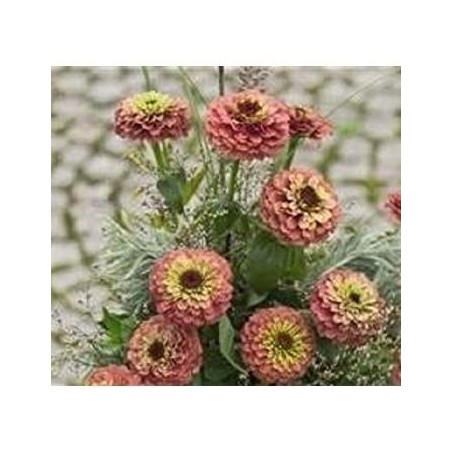 Zinnia Queen Red Lime - semillas no tratadas