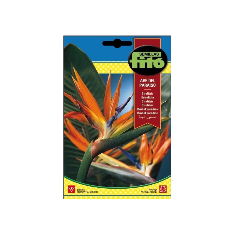 Strelitzia Reginae (ave del paraiso)