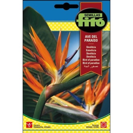 Strelitzia Reginae (ave del paraiso)