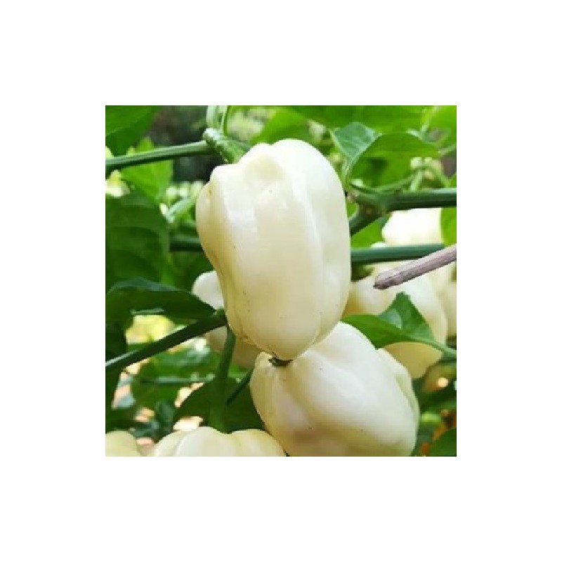Habanero blanco
