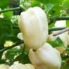 Habanero blanco