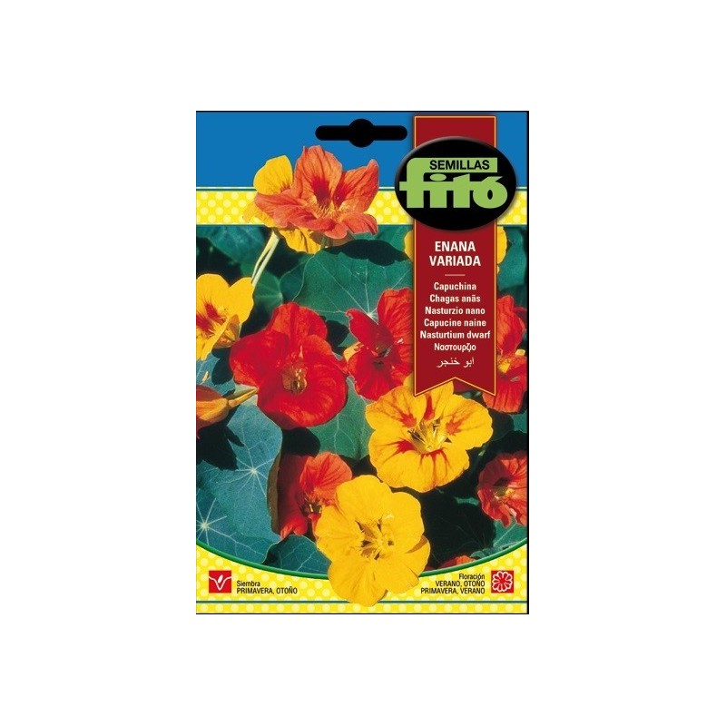 capuchina enana variada