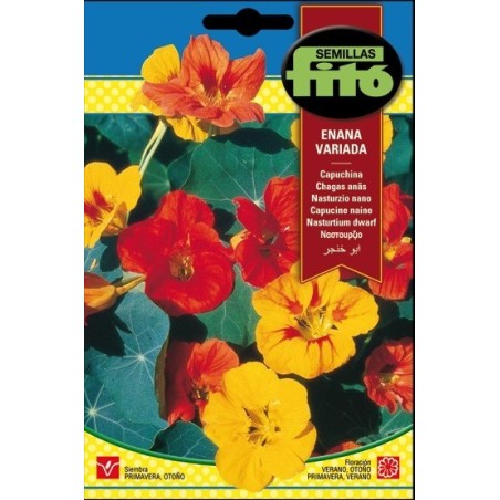 capuchina enana variada