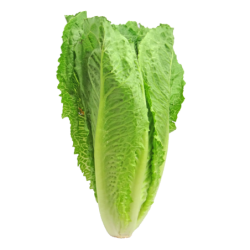 lechuga Romana Parris Island cos semillas ecolÃ³gicas Naturnoa