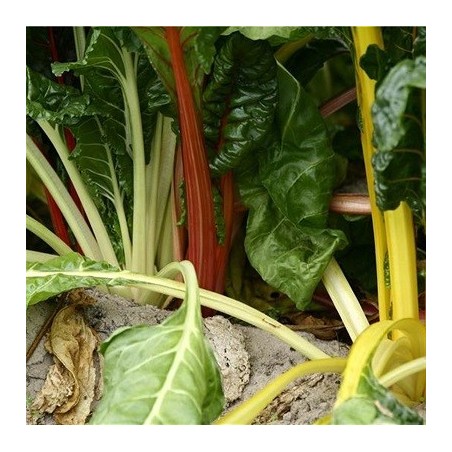 acelga bright lights - semillas ecolÃ³gicas