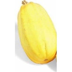 calabaza espagueti - semillas no tratadas