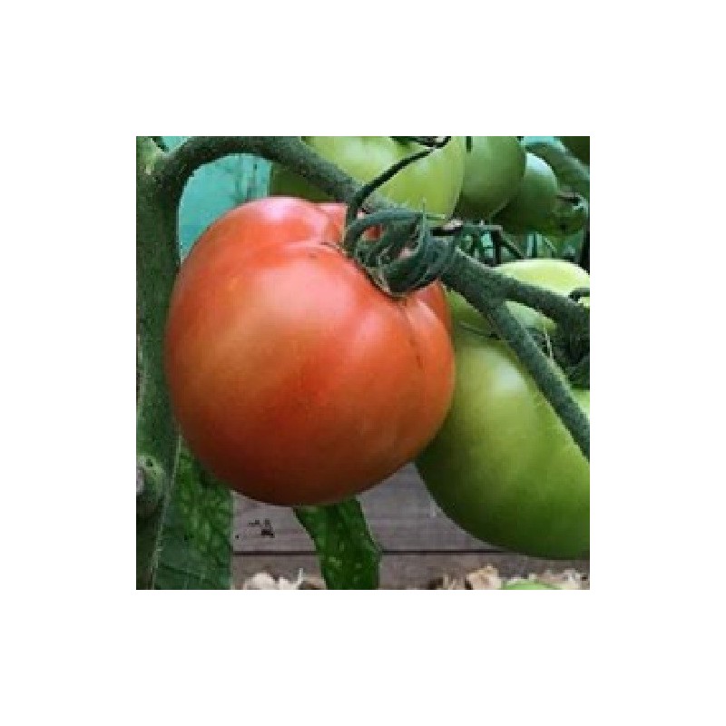 Tomate legend - semillas no tratadas